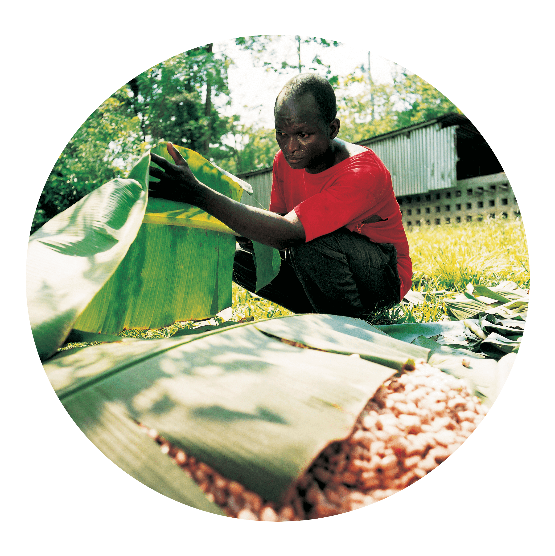 Cocoa Worker