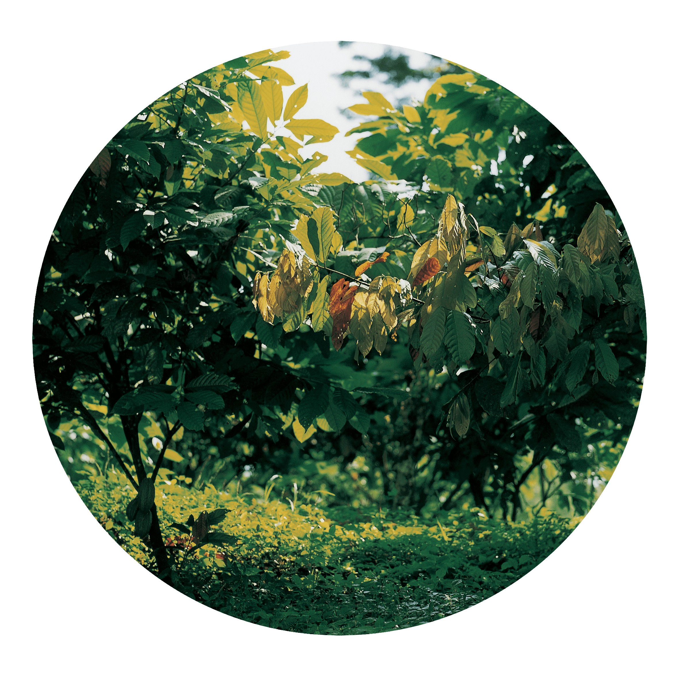 Cocoa Plant