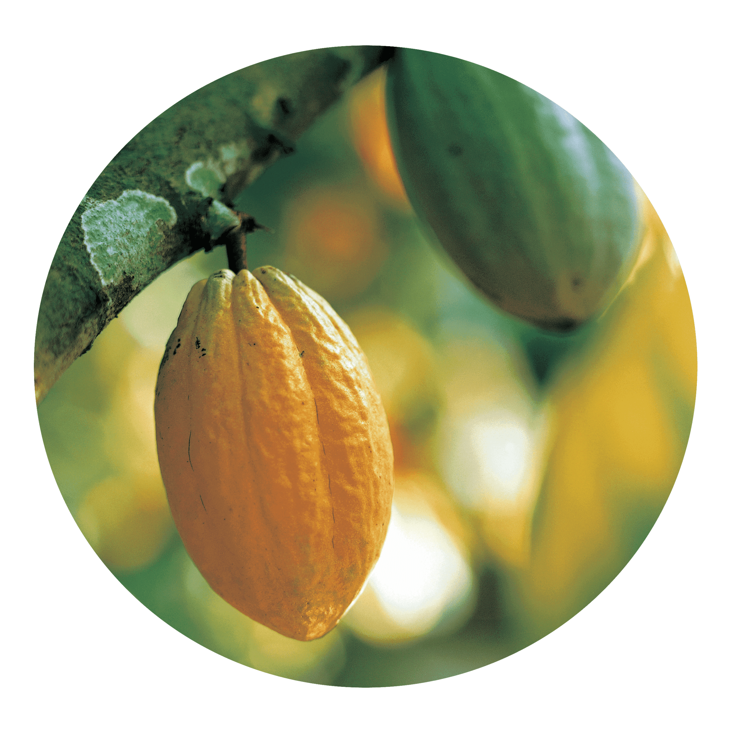 Cocoa Pod