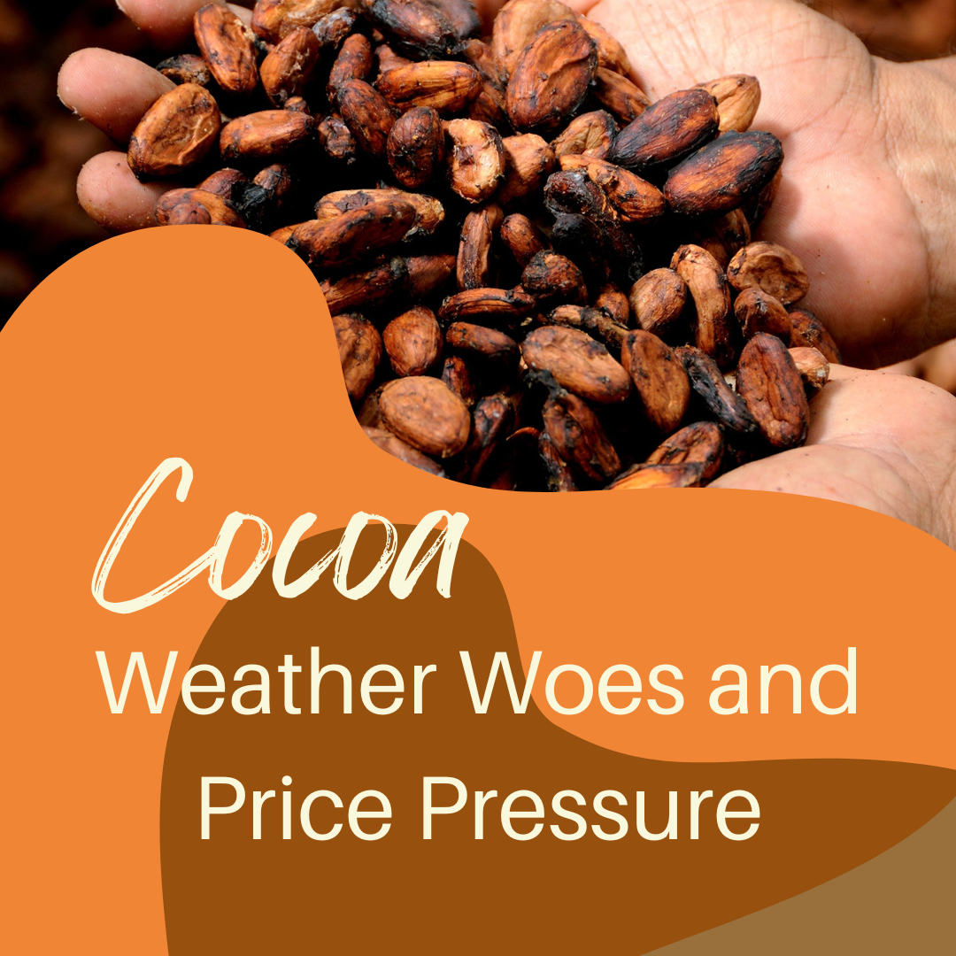 Cocoa and Chocolate Industry Update: Weather Woes and Price Pressures